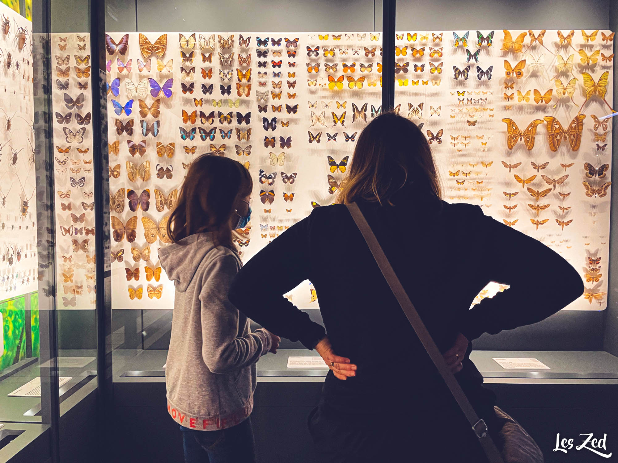 Toulouse Museum visite en famille papillons