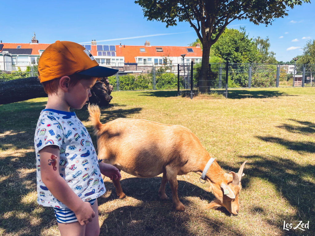 La mini ferme : les enfants sont en contact avec les animaux