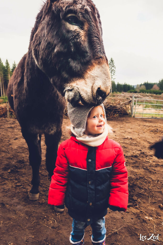 Ane et enfant