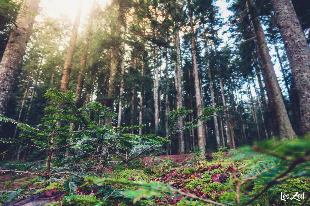 La nature des monts du Pilat