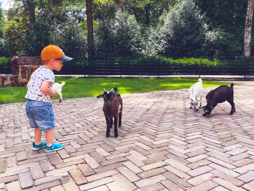 overijssel-pays-bas - Rijssen parc Volkspark ferme pedagogique chevres