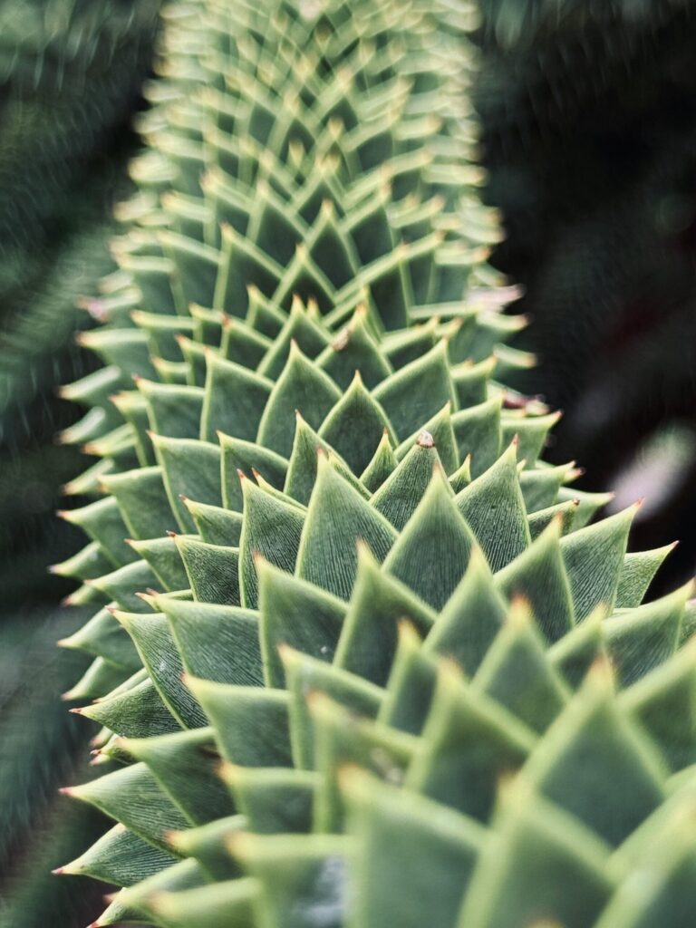 Gros plan de la nature au jardin botanique Flora à Cologne