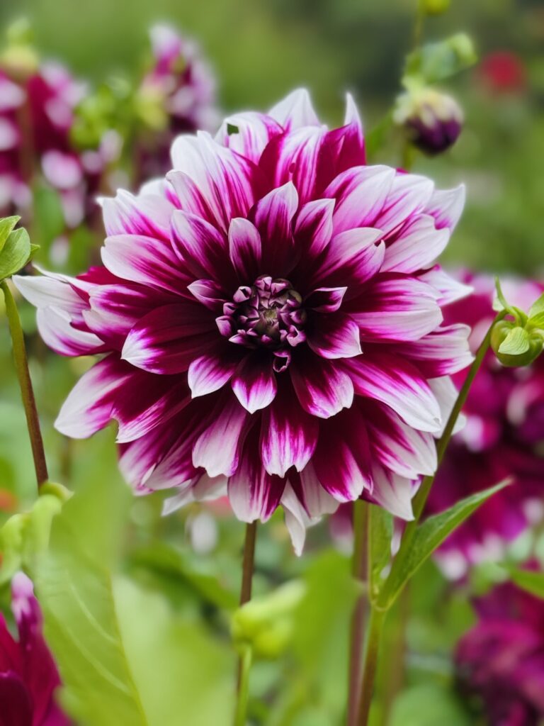 Gros plan sur une fleur au jardin botanique Flora à Cologne