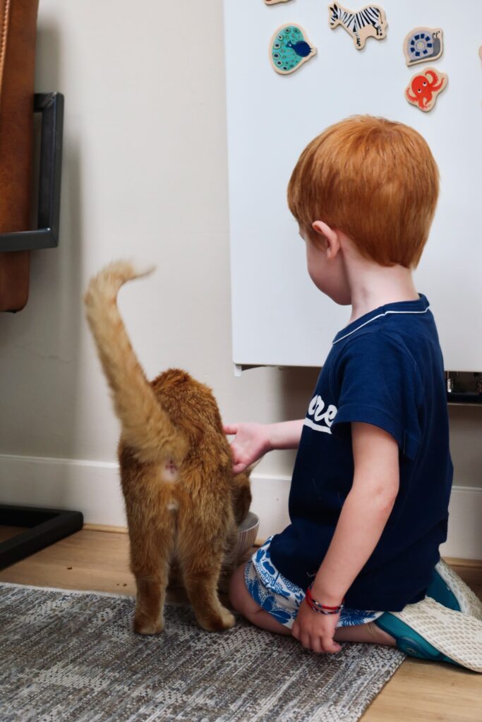Echange de maison à Utrecht - Timéo s'occupe du chat
