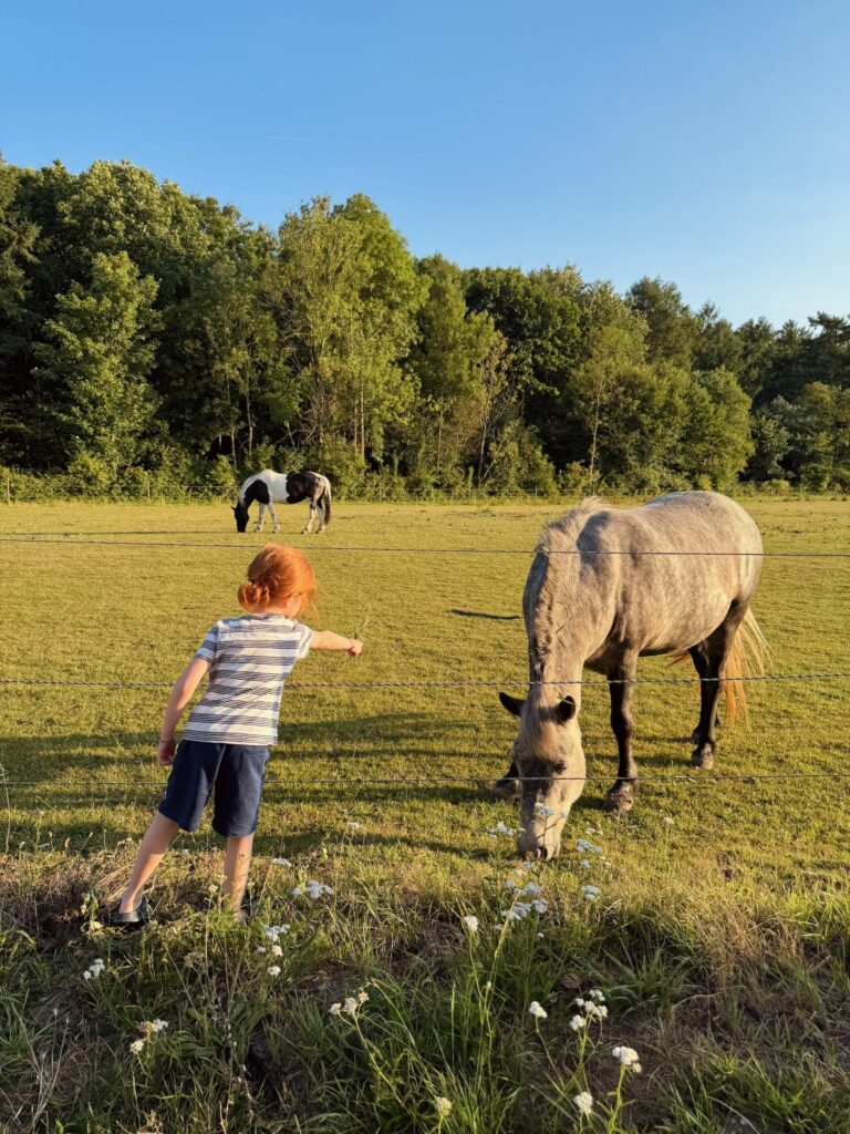 HomeEchange en Belgique - des chevaux presque dans notre jardin